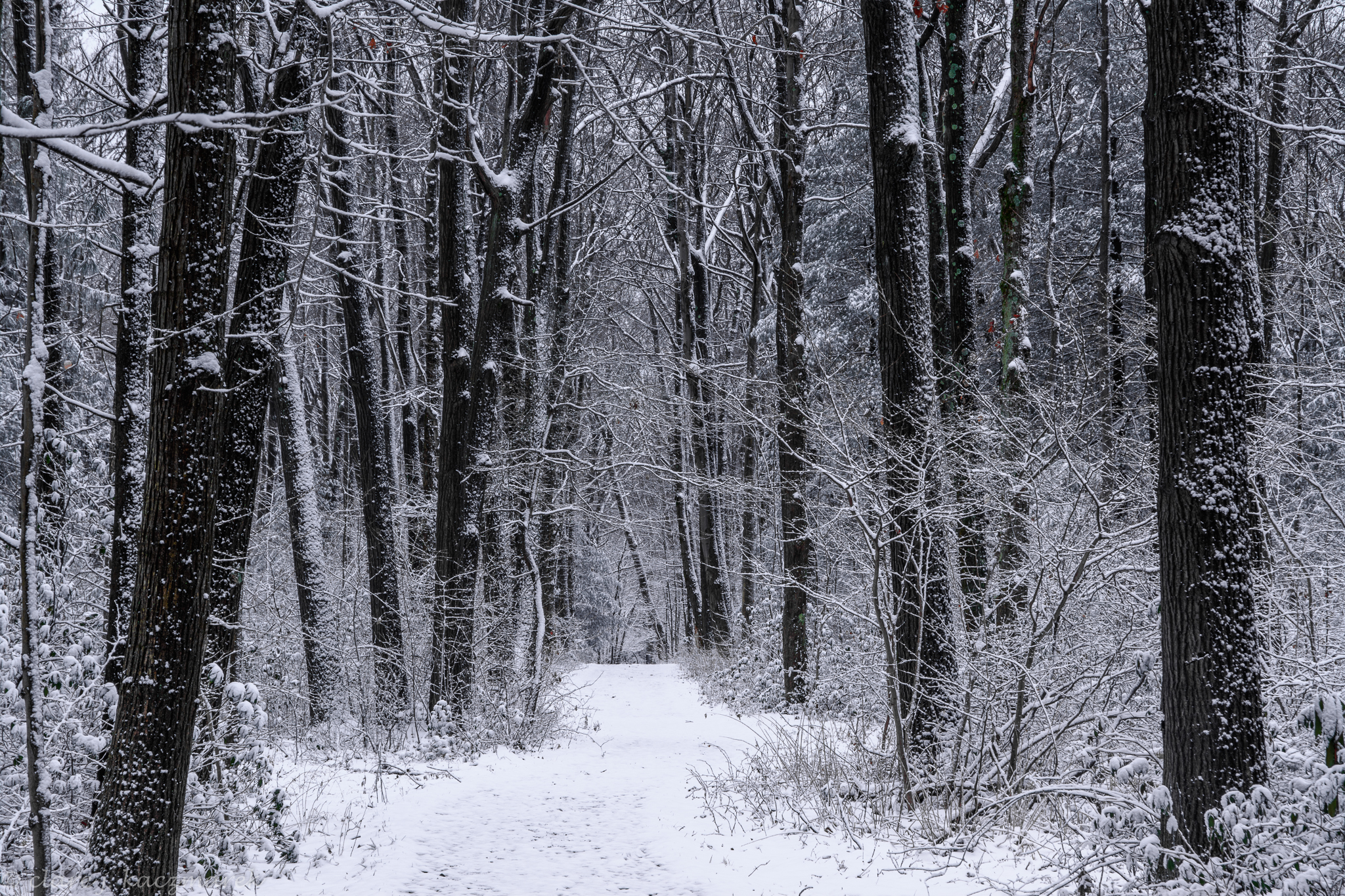 A winter woodland scene of snow covered trees